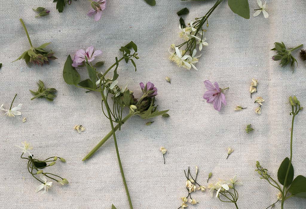 Wildcrafted flowers