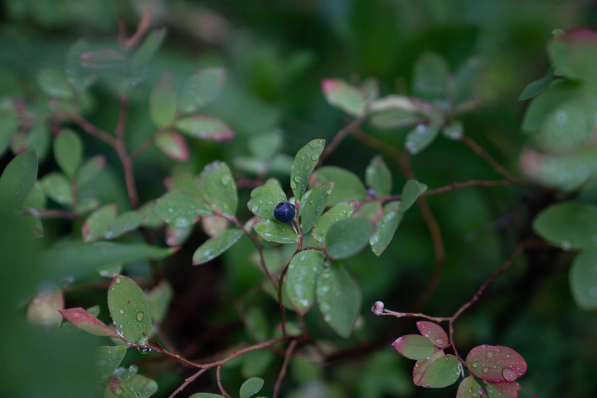 wild huckleberries