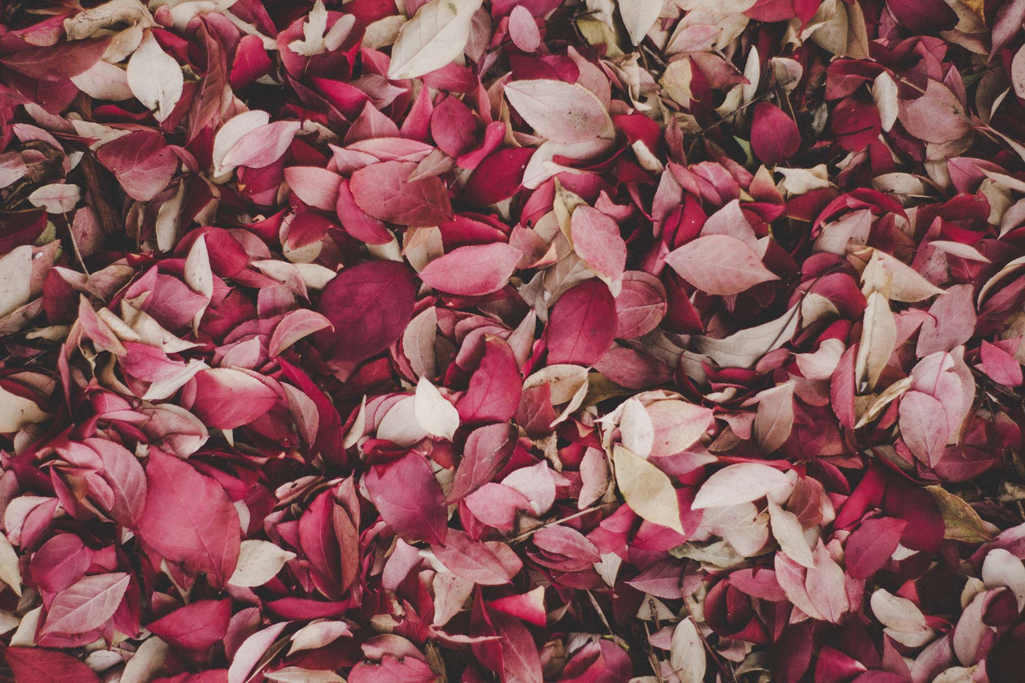 flower petals