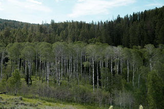 The woods of Jackson, WY