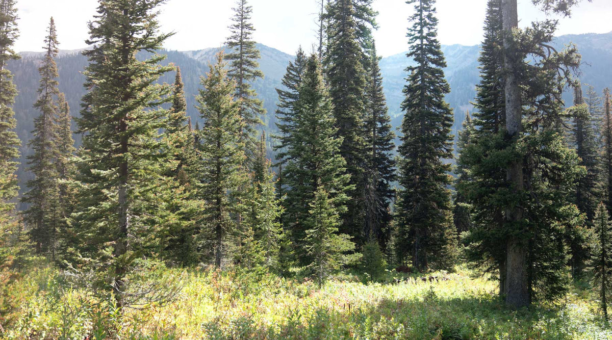 huckleberries in forest